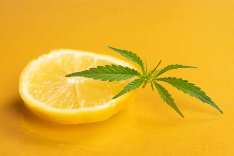 terpeni