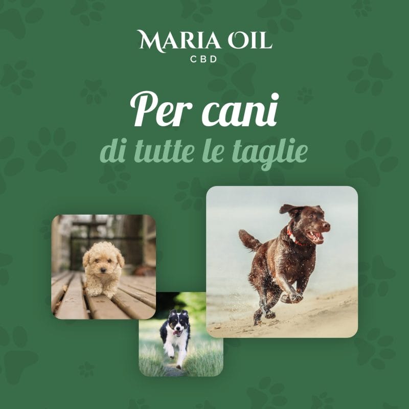 Huile CBD 5% pour Chiens – Image 5