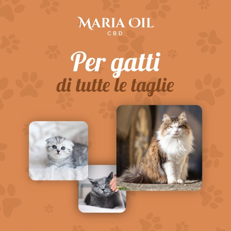 Huile CBD 5% pour Chats – Image 5