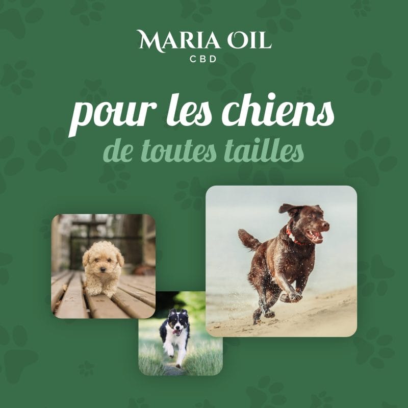 Huile CBD 5% pour Chiens – Image 5
