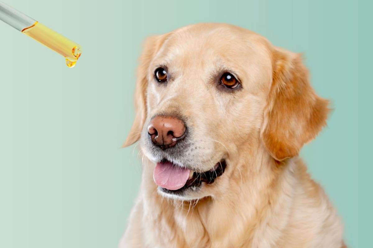 dosaggio di cbd per i cani