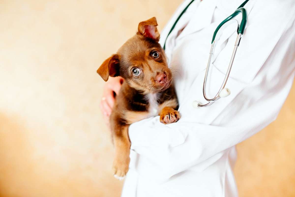 cbd cani effetti collaterali