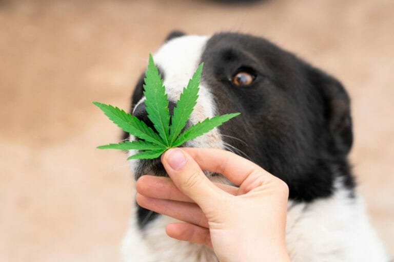 olio al cbd per l'epilessia dei cani