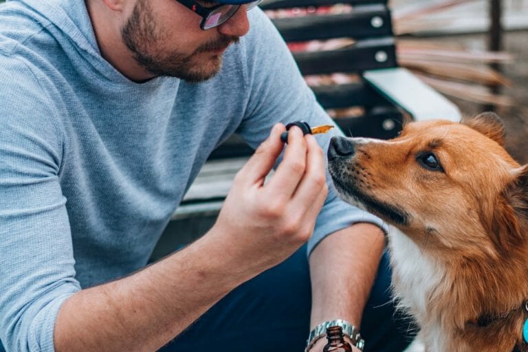 olio cbd per cani